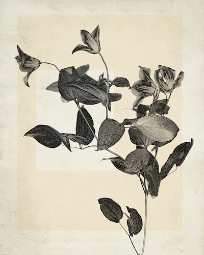 flower.s_02