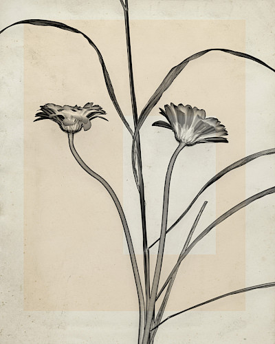 flower.s_03