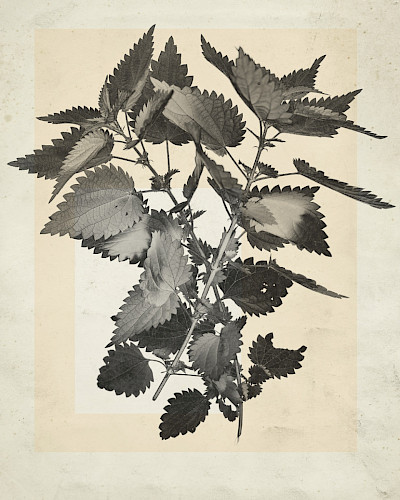 flower.s_05