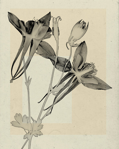 flower.s_07