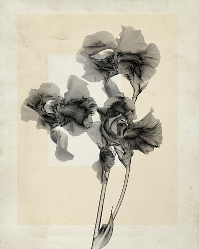 flower.s_10