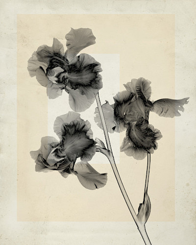 flower.s_11
