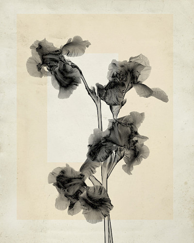 flower.s_12