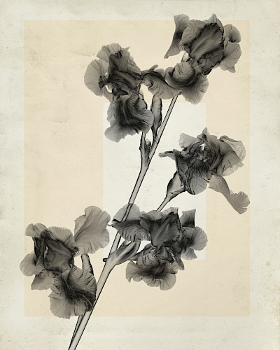 flower.s_13
