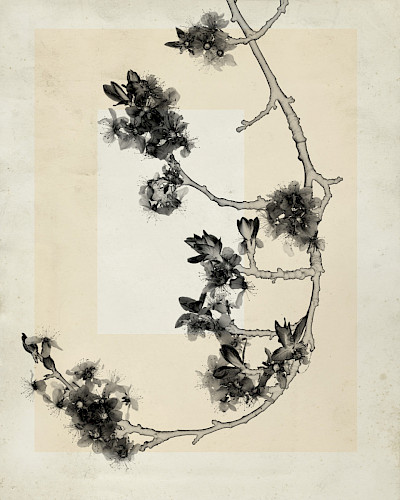 flower.s_14