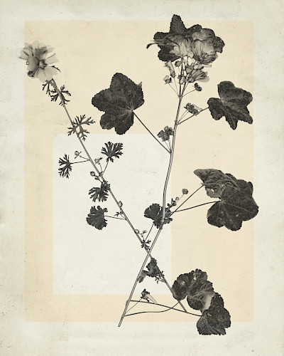 flower.s_15