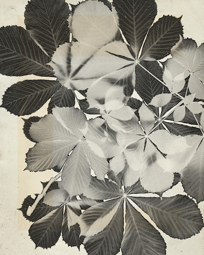 flower.s_17