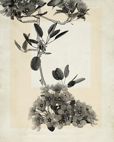 flower.s_18
