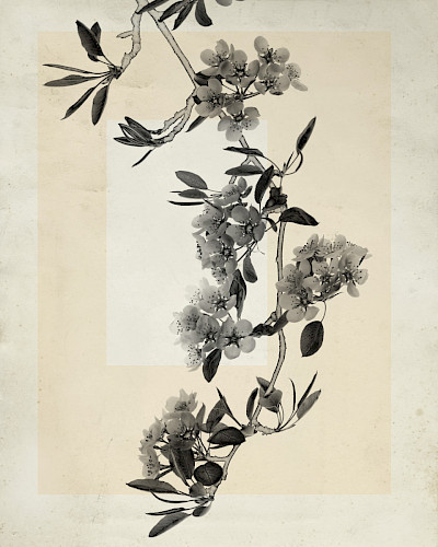 flower.s_19
