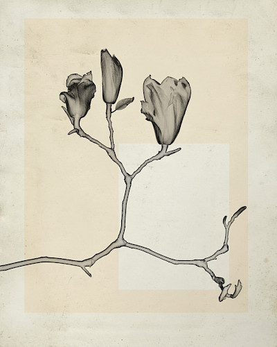 flower.s_20