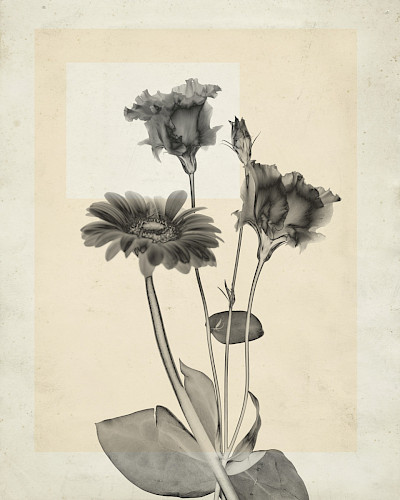 flower.s_22