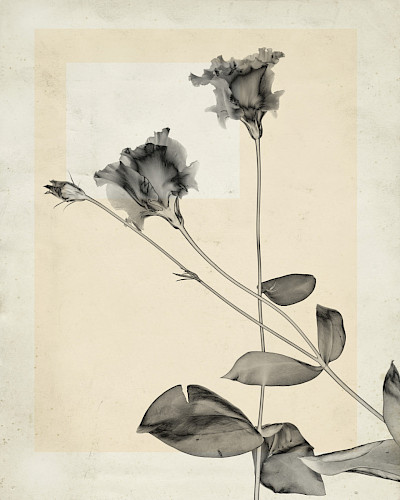 flower.s_23
