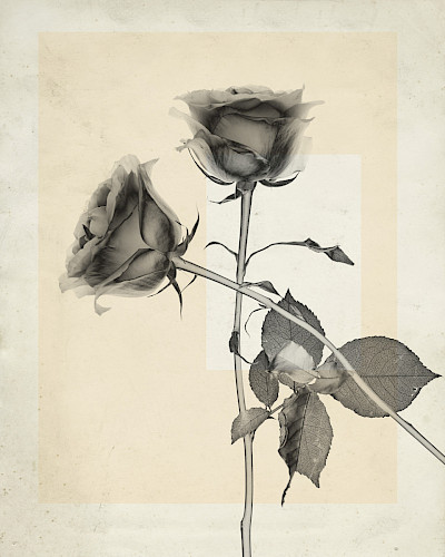 flower.s_24