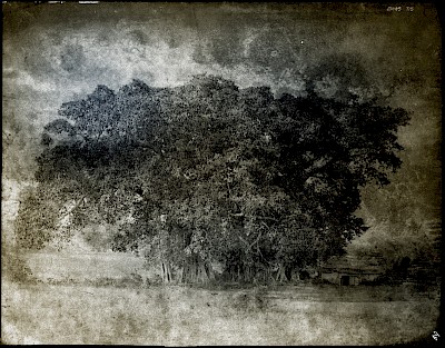 tripe_11 Mysore. Landscape with banyan trees